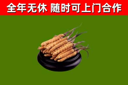 禄劝县回收冬虫夏草